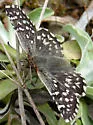 Two-banded Checkered-Skipper - Hodges#3963 - photo 4