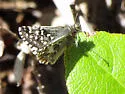 Two-banded Checkered-Skipper - Hodges#3963 - photo 5