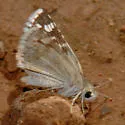 Small Checkered-Skipper - Hodges#3965