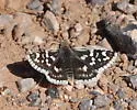 Small Checkered-Skipper - Hodges#3965 - photo 2