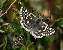 Small Checkered-Skipper - Hodges#3965 - photo 3