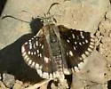 Small Checkered-Skipper - Hodges#3965 - photo 4