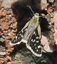 Small Checkered-Skipper - Hodges#3965 - photo 5