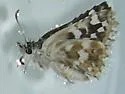 Mountain Checkered-Skipper - Hodges#3964