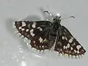 Mountain Checkered-Skipper - Hodges#3964 - photo 2