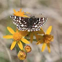 Mountain Checkered-Skipper - Hodges#3964 - photo 3