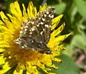 Mountain Checkered-Skipper - Hodges#3964 - photo 4