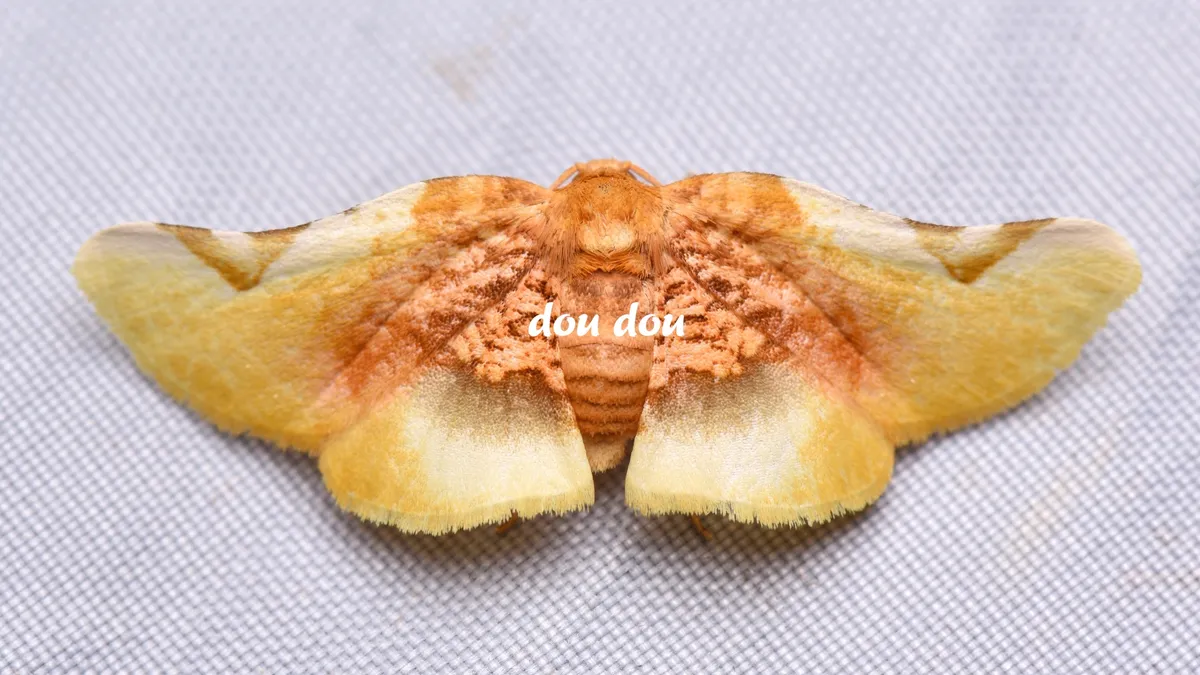 Pyrinioides sinuosus - photo 3