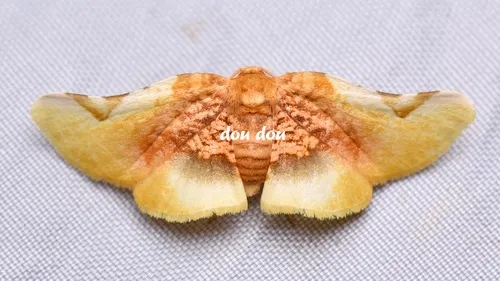 Pyrinioides sinuosus - photo 4