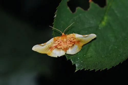 Pyrinioides sinuosus - photo 5