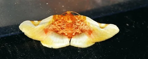Pyrinioides sinuosus - photo 6