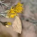 Tailed Orange - Hodges#4236