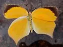 Tailed Orange - Hodges#4236 - photo 3