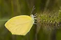 Tailed Orange - Hodges#4236 - photo 4