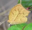 Tailed Orange - Hodges#4236 - photo 5