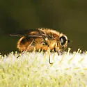 Halcyon - Pyritis kincaidii
