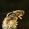 Halcyon - photo 2