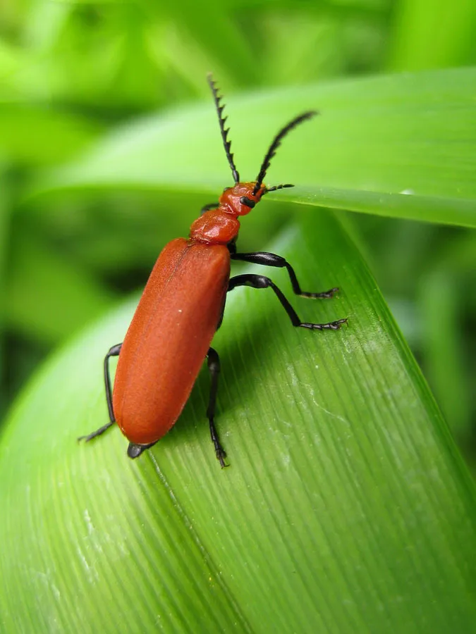Fire-Colored Beetles - photo 2