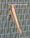 Pyroderces albistrigella - Hodges#1514