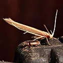 Pyroderces albistrigella - Hodges#1514 - photo 2