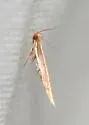 Pyroderces albistrigella - Hodges#1514 - photo 3