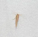 Pyroderces albistrigella - Hodges#1514 - photo 4