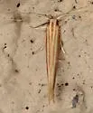 Pyroderces albistrigella - Hodges#1514 - photo 5