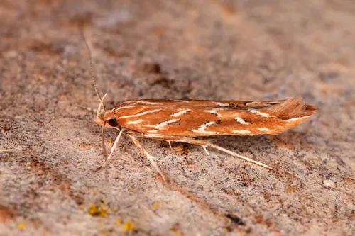 Pyroderces argyrogrammos