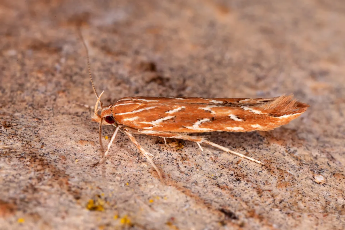 Pyroderces argyrogrammos - photo 3