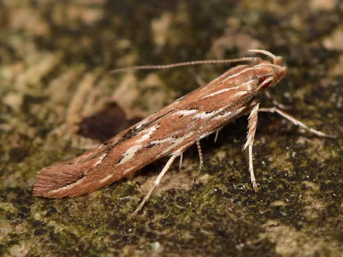 Pyroderces argyrogrammos - photo 5
