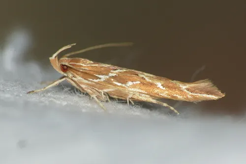 Pyroderces argyrogrammos - photo 6