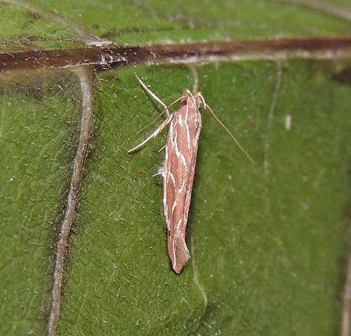 Pyroderces argyrogrammos - photo 7