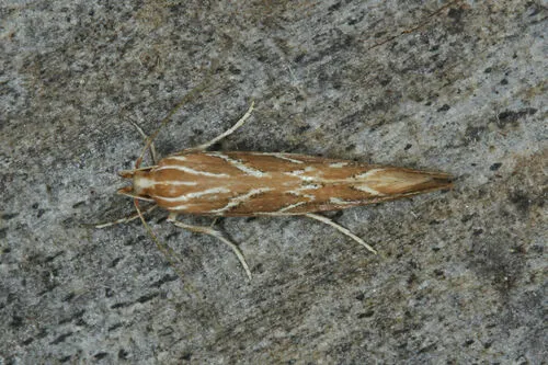 Pyroderces argyrogrammos - photo 8