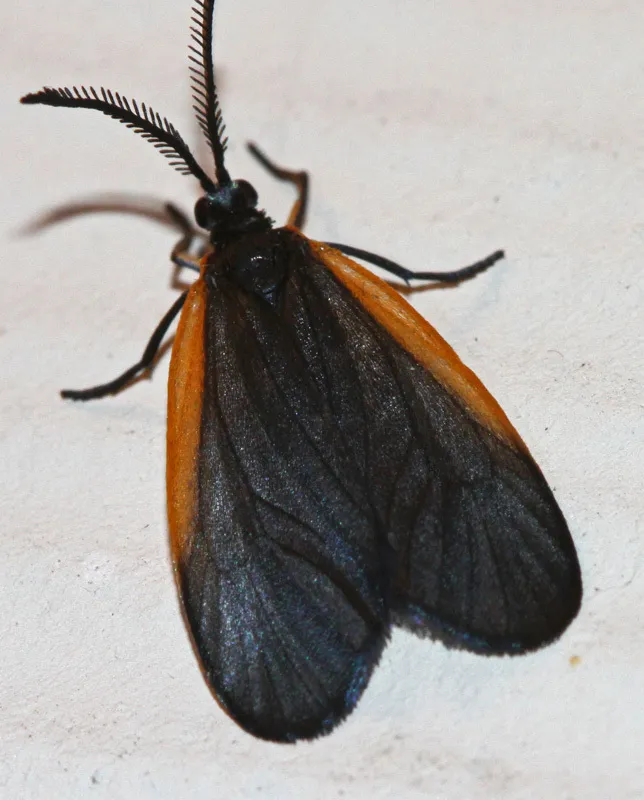 Pyromorpha caelebs - Hodges#4638 - photo 2