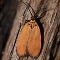 Pyromorpha dyari - Hodges#4632