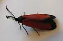 Pyromorpha latercula - Hodges#4633 - Pyromorpha latercula