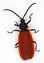Pyromorpha latercula - Hodges#4633 - photo 3