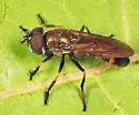 Pyrophaena granditarsis - Pyrophaena granditarsis