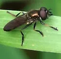 Pyrophaena granditarsis - photo 2