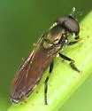 Pyrophaena granditarsis - photo 3