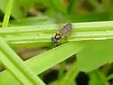 Pyrophaena granditarsis - photo 4