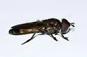 Pyrophaena granditarsis - photo 5