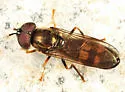 Pyrophaena rosarum