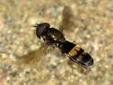 Pyrophaena rosarum - photo 2