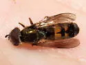 Pyrophaena rosarum - photo 4