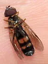 Pyrophaena rosarum - photo 5