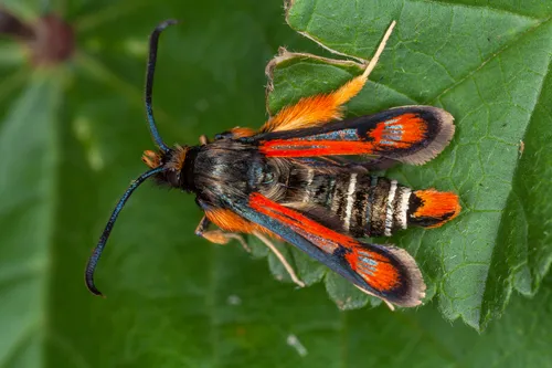 Fiery Clearwing - photo 4