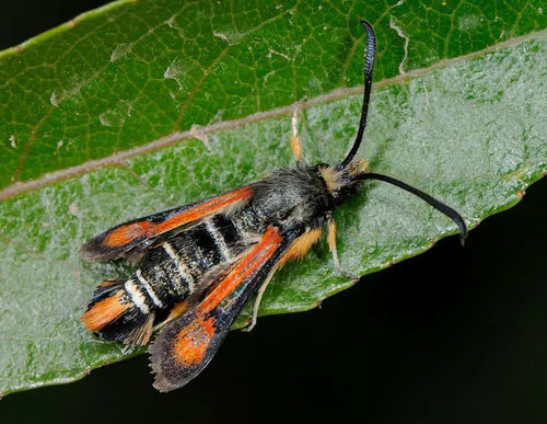 Fiery Clearwing - photo 5