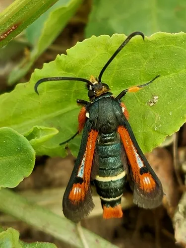 Fiery Clearwing - photo 6