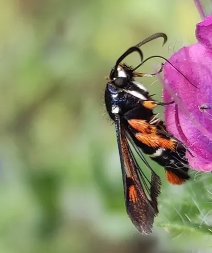 Fiery Clearwing - photo 7